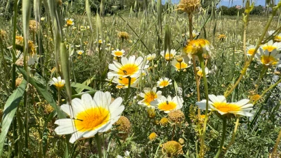 Ağrı’da Papatyalar Renkleriyle Büyülüyor