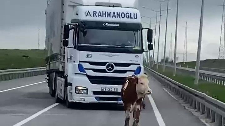 Karayoluna Çıkan Büyükbaş Hayvan Trafiği Karıştırdı