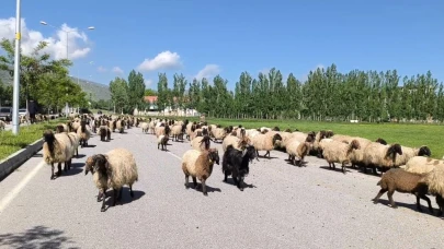 Muş’ta küçükbaş hayvan sürüleri trafiği tehlikeye düşürüyor