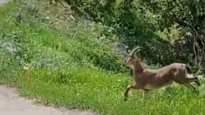Malatya’da, yaban keçileri kayısı bahçesine indi