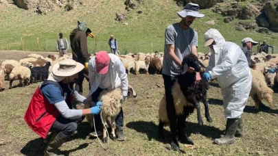 Şap hastalığına karşı aşılama çalışması