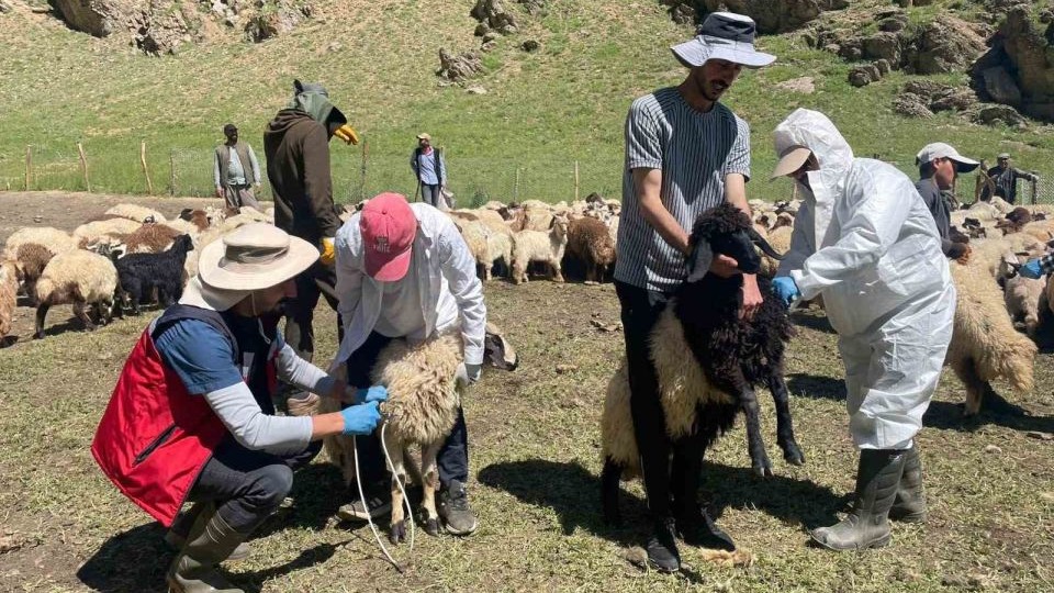 Şap hastalığına karşı aşılama çalışması