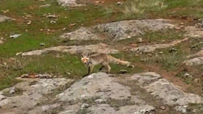 Bitlis'te Tilki dron kamerasına takıldı