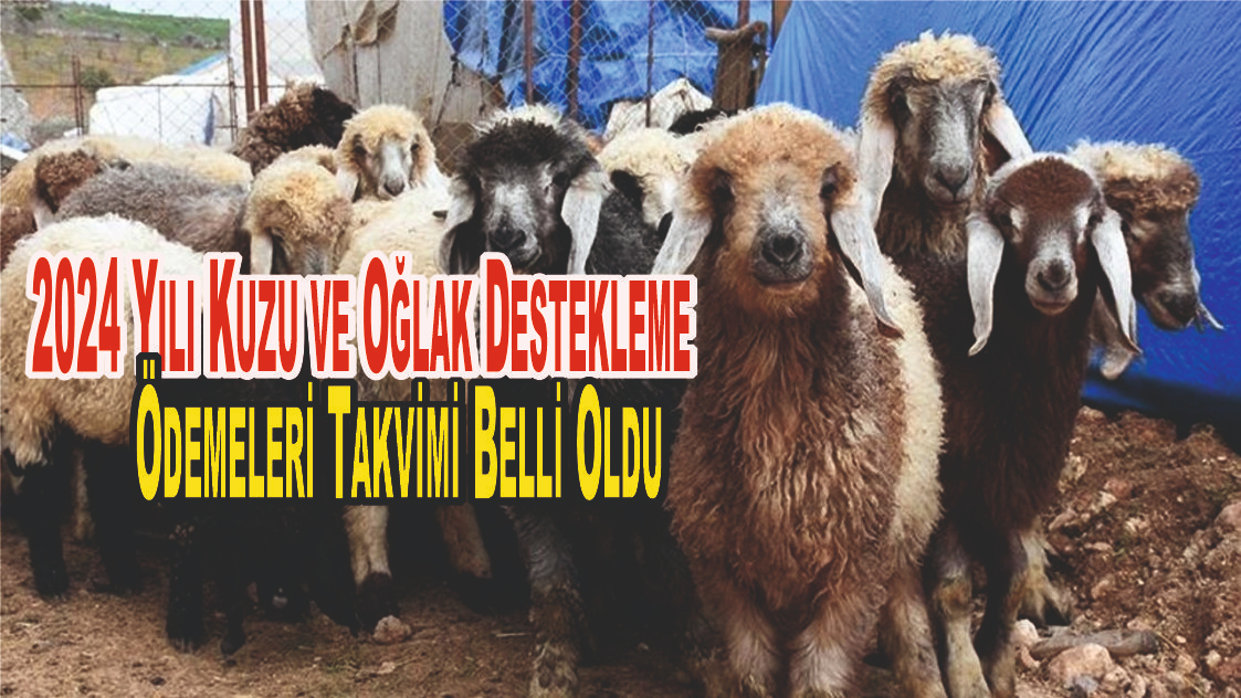 2024 Yılı Kuzu ve Oğlak Destekleme Ödemeleri Takvimi Belli Oldu