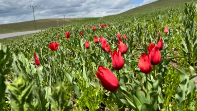 Ağrı’da Kırmızı Lale Zamanı