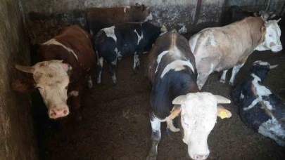 Muş'tan batı illerine 30 bin hayvan sevk edildi