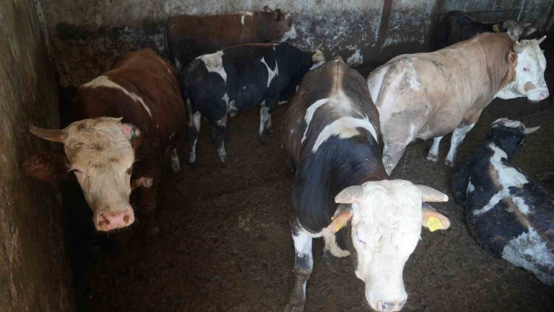 Muş'tan batı illerine 30 bin hayvan sevk edildi