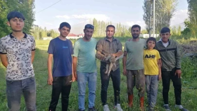 Yaralı tilki tedavisinin ardından doğaya bırakıldı