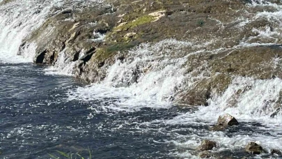 İnci kefalinin tatlı sulardaki göçü ziyaretçi akınına uğruyor