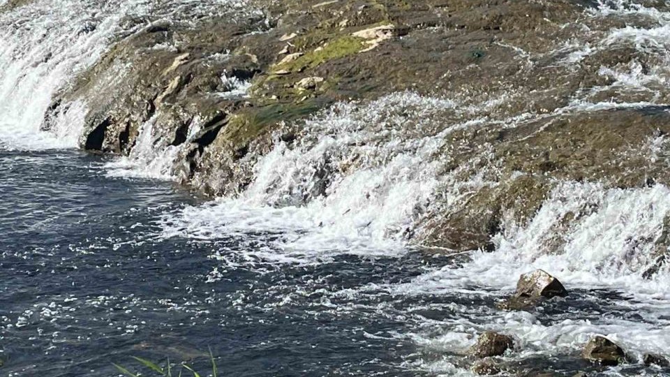 İnci kefalinin tatlı sulardaki göçü ziyaretçi akınına uğruyor
