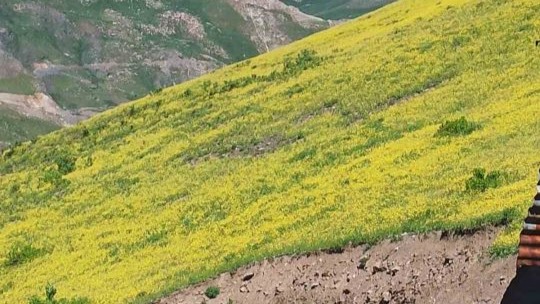 Güneşle açan, gün batımında yok olan çiçekler göz kamaştırıyor