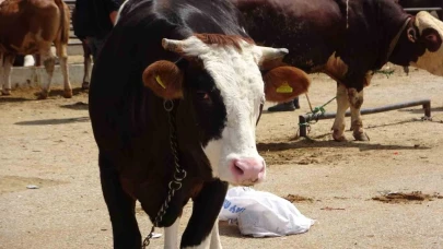 Kurbanlıklar görücüye çıktı