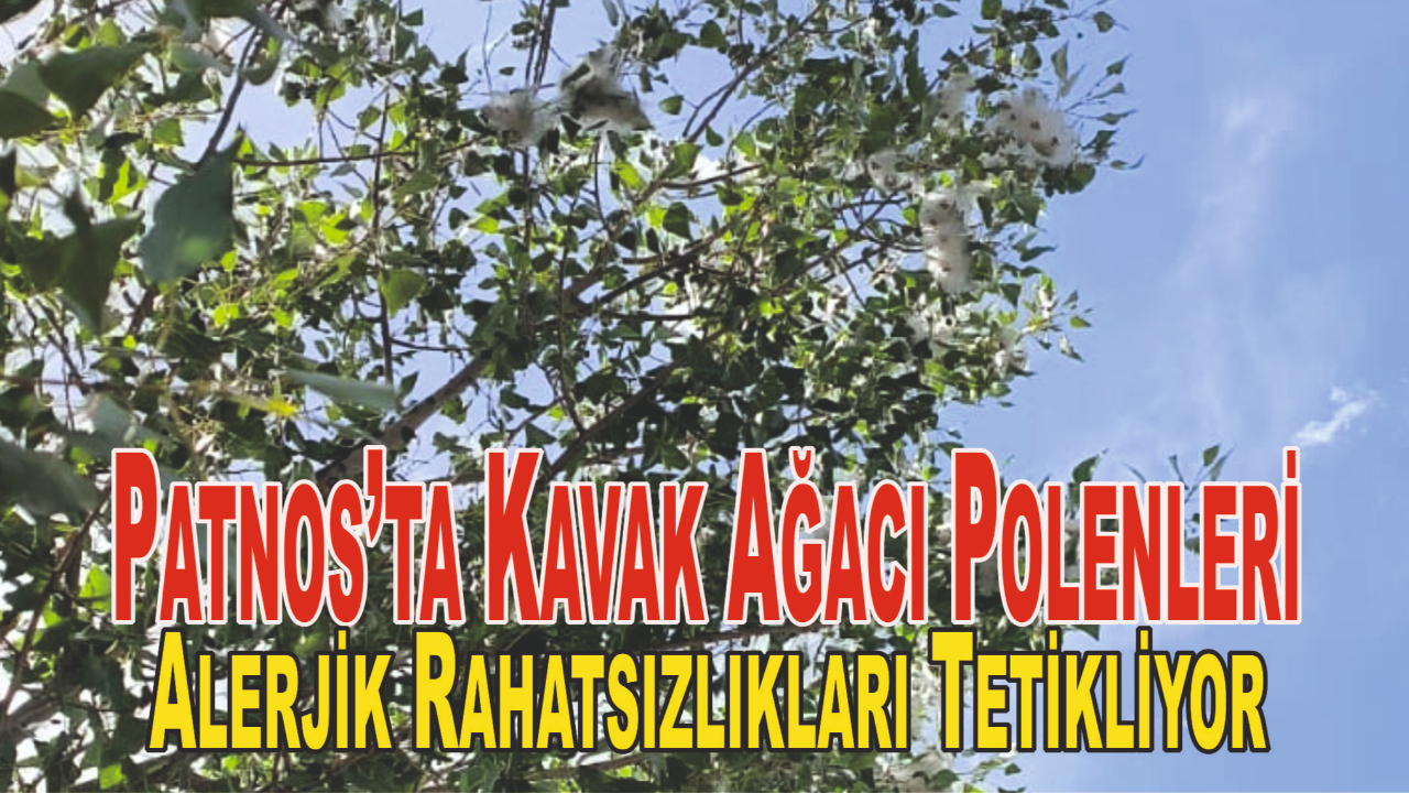 Patnos’ta Kavak Ağacı Polenleri Alerjik Rahatsızlıkları Tetikliyor