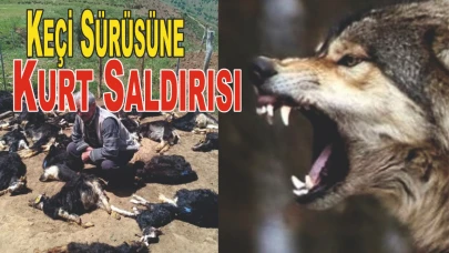 Kurt Saldırısı: 49 Küçükbaş Hayvan Telef Oldu