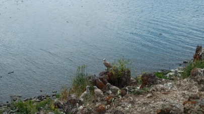 Taşlıçay Balık Gölü ‘Kuş Cenneti’ Oldu