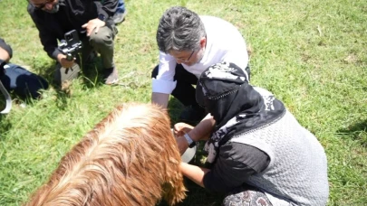 İbrahim Yumaklı, süt sağan kadınlara eşlik etti, keçi sağdı