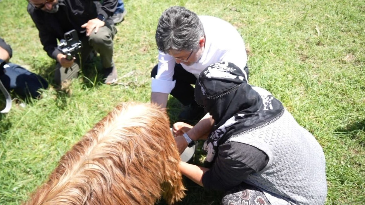İbrahim Yumaklı, süt sağan kadınlara eşlik etti, keçi sağdı