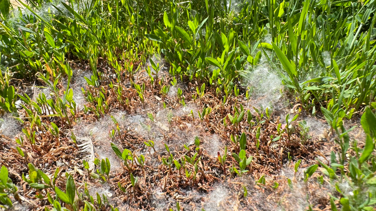 Ağrı’da Polen Kabusu: Vatandaşlar Nefes Almakta Zorlanıyor