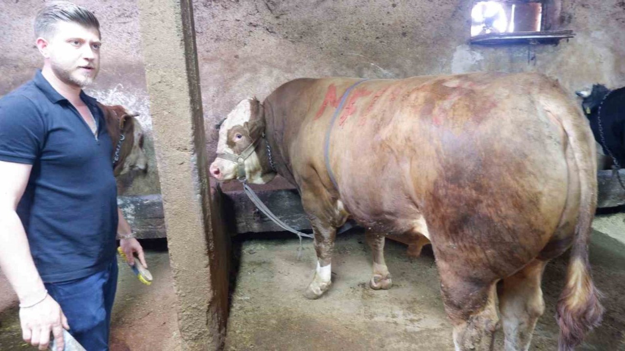 Dev tosun 400 bin liraya satıldı