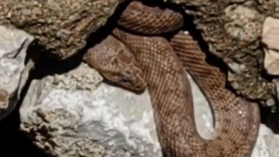 Yürüyüş yolundaki yılan esnaf arasında panik yarattı