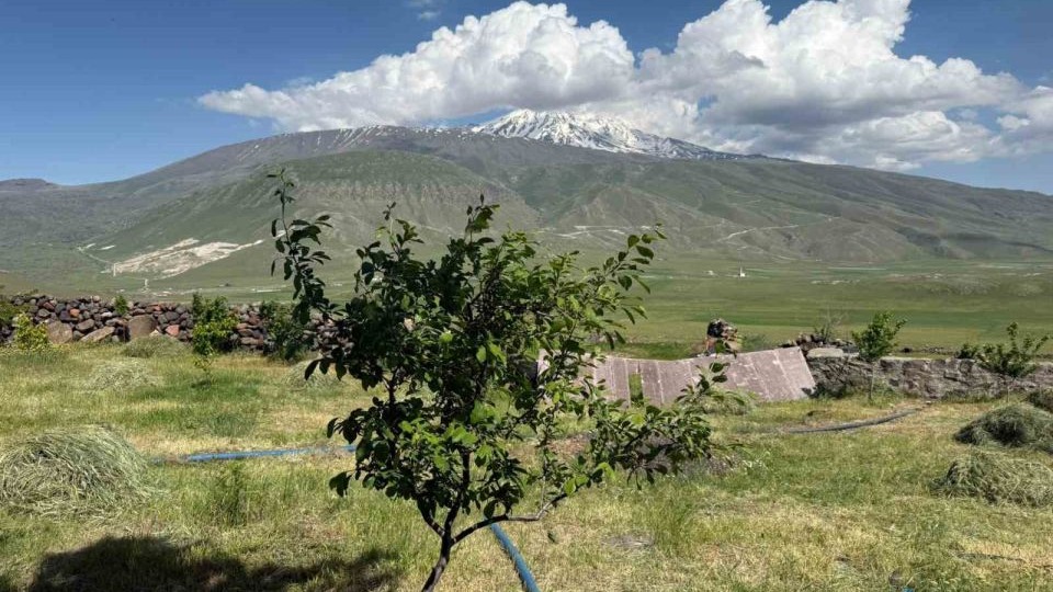 Çorak arazi ağaçlarla yeşeriyor