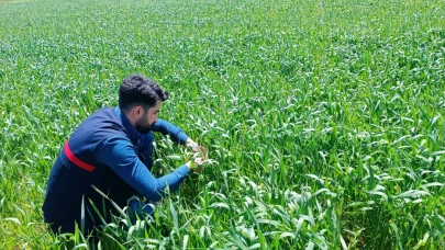 Tutak’ta Hububat Ekim Alanlarında Çalışmalar Başladı