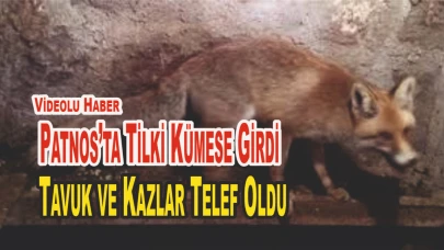 Patnos’ta Tilki Kümese Girdi, Tavuk ve Kazlar Telef Oldu