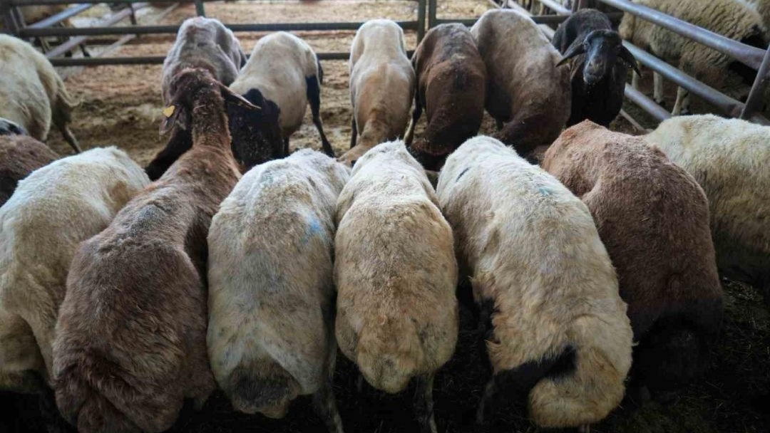 Kurban pazarlarında sıkı pazarlıklar