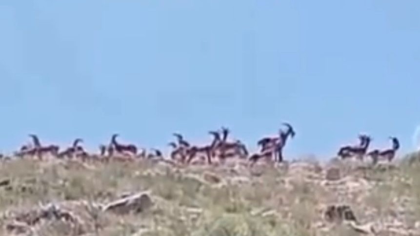 Yaban keçileri sürü halinde objektiflere takıldı
