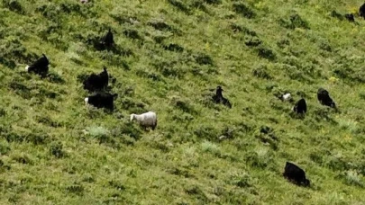 Bitlis’te firari kurbanlıklar dronla tespit edildi!