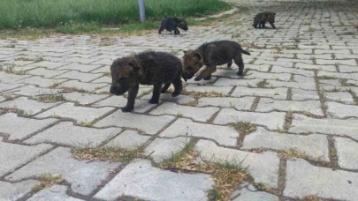 Muş’ta savunmasız halde bulunan 4 kurt yavrusu emin ellerde