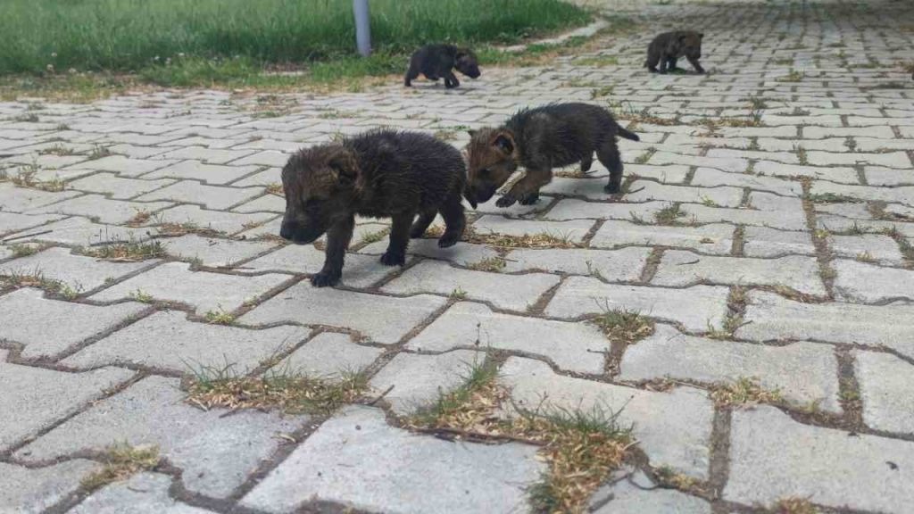 Muş’ta savunmasız halde bulunan 4 kurt yavrusu emin ellerde