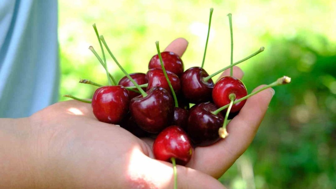 Kiraz bahçelerinde hasat zamanı