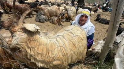 Valilik koyun sağma alanlarında berivanlar için gölgelik alanlar kuruyor