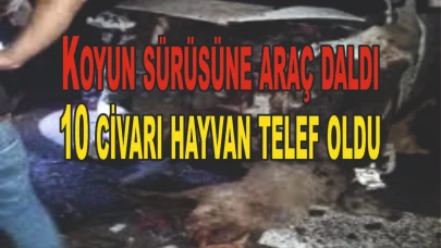 Koyun sürüsüne araç daldı, 10 civarı hayvan telef oldu.