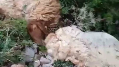 Koyun sürüsüne yıldırım düştü: 8 koyun telef oldu, çoban yaralandı