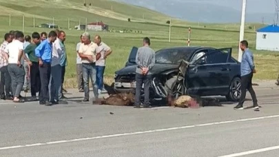 Otomobil koyun sürüsüne daldı onlarca koyun telef oldu