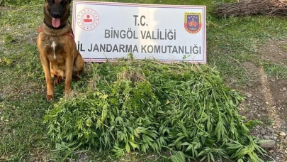 O İlde  4 günde 14 bin 933 kök kenevir ele geçirildi