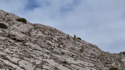 Yaban dağ keçileri dronla görüntülendi