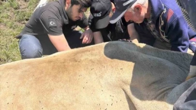 Dağda mahsur kalan inek AFAD ekipleri tarafından kurtarıldı