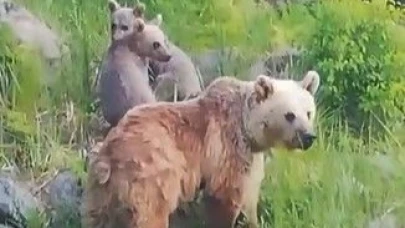 Nemrut'un müdavim ayıları yeniden sahnede