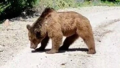 Posof'ta ayı yola indi