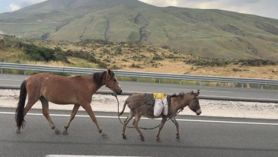 Başıboş At ve Eşek Trafiği Birbirine Kattı
