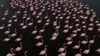 Erçek Gölü Flamingolarla Göz Doldurdu