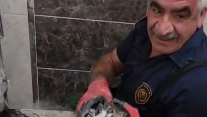 Foseptik çukuruna düşen kedi kurtarıldı