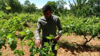 Üzümden çok üzüm yaprağına ilgi artıyor