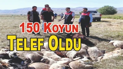 150 Koyun Ezilerek Telef Oldu