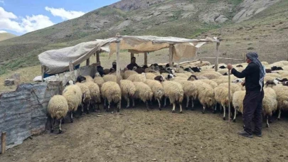 Vanlı çiftçiler kiraladıkları yaylada hayvancılık yaparak geçimlerini sağlıyorlar