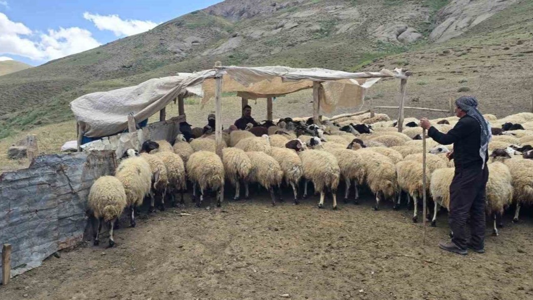 Vanlı çiftçiler kiraladıkları yaylada hayvancılık yaparak geçimlerini sağlıyorlar