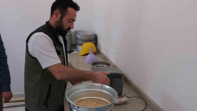 Arpa hasadı başladı